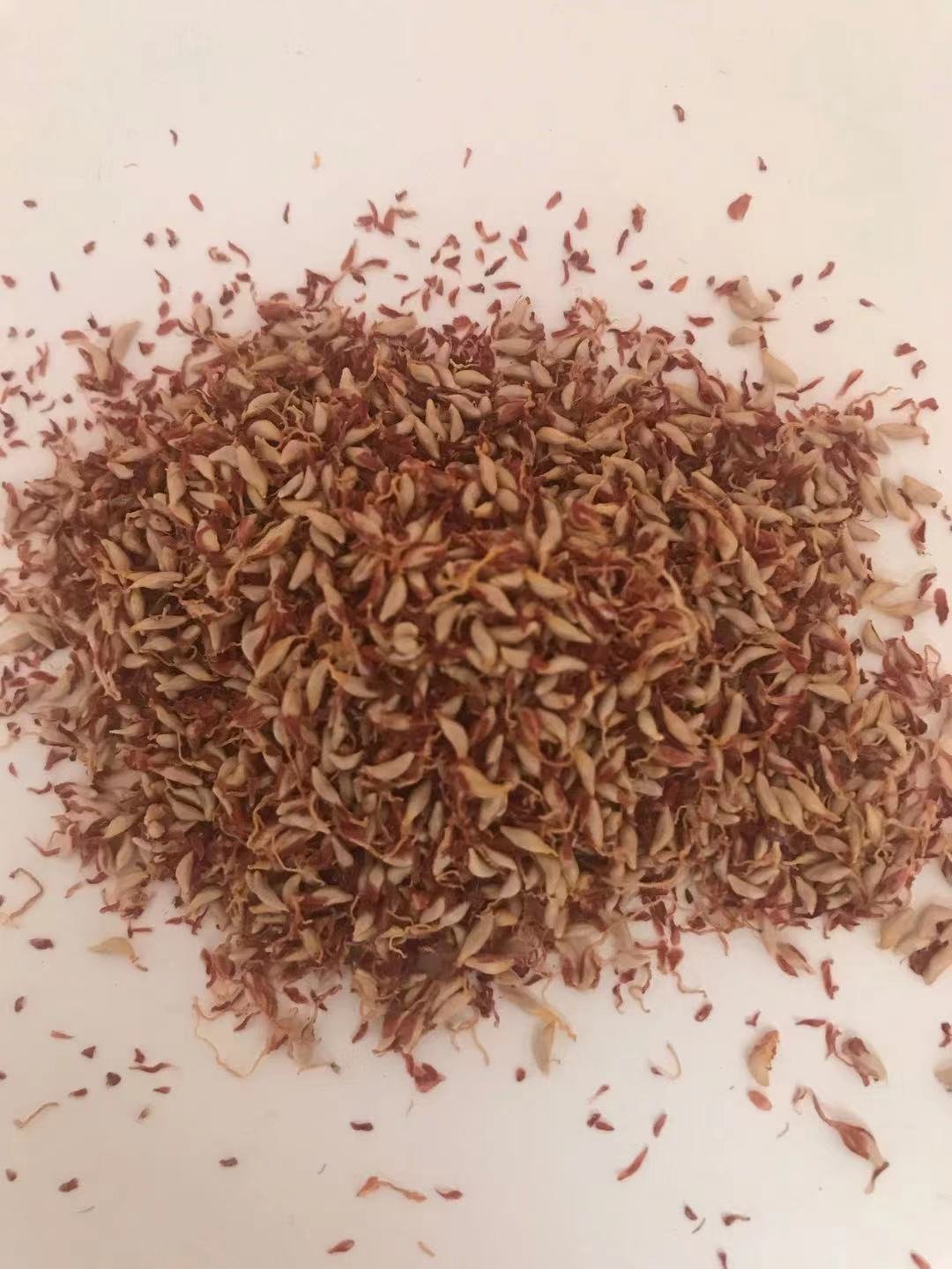 Ficus Pumila Seeds to make Jelly, Jelly Seeds