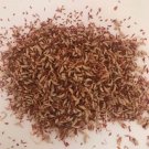 Ficus Pumila Seeds to make Jelly, Jelly Seeds