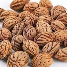 1.1 LB Peach Seeds 桃种子