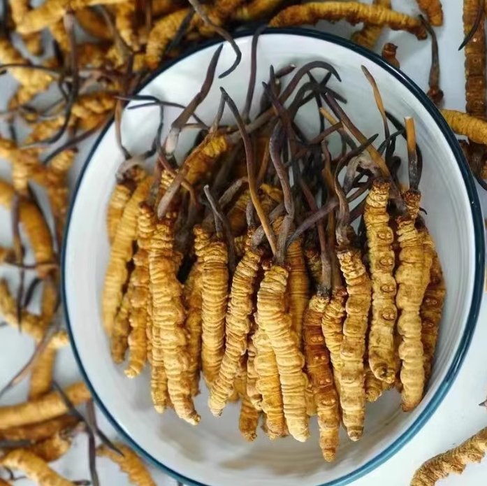 1g Precious Cordyceps sinensis whole dried mushrooms (Yartsa Gunbu, caterpillar fungus)