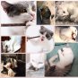 Natural Matatabi Silvervine Dental Cat Nip Sticks Catnip Chew Toy Teeth Cleaning