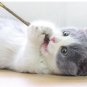 Natural Matatabi Silvervine Dental Cat Nip Sticks Catnip Chew Toy Teeth Cleaning