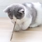Natural Matatabi Silvervine Dental Cat Nip Sticks Catnip Chew Toy Teeth Cleaning