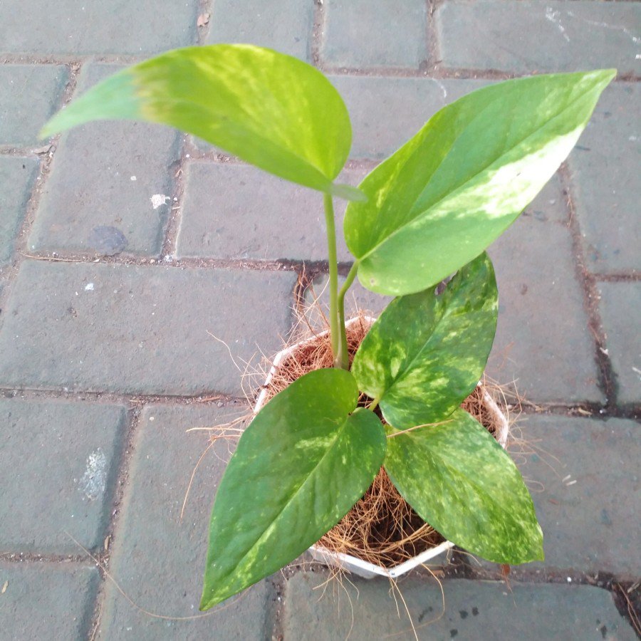 Epipremnum Pinatum Yellow Sun Rise Variegated Wholesale Plant Free  Phytsonaitary
