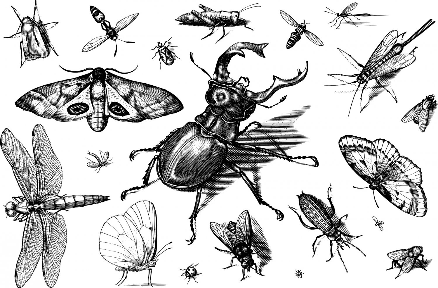 Эскизы насекомых