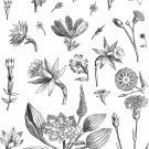 PDF Vintage Cross Stitch Pattern