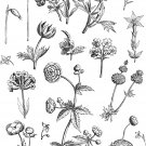 PDF Vintage Cross Stitch Pattern