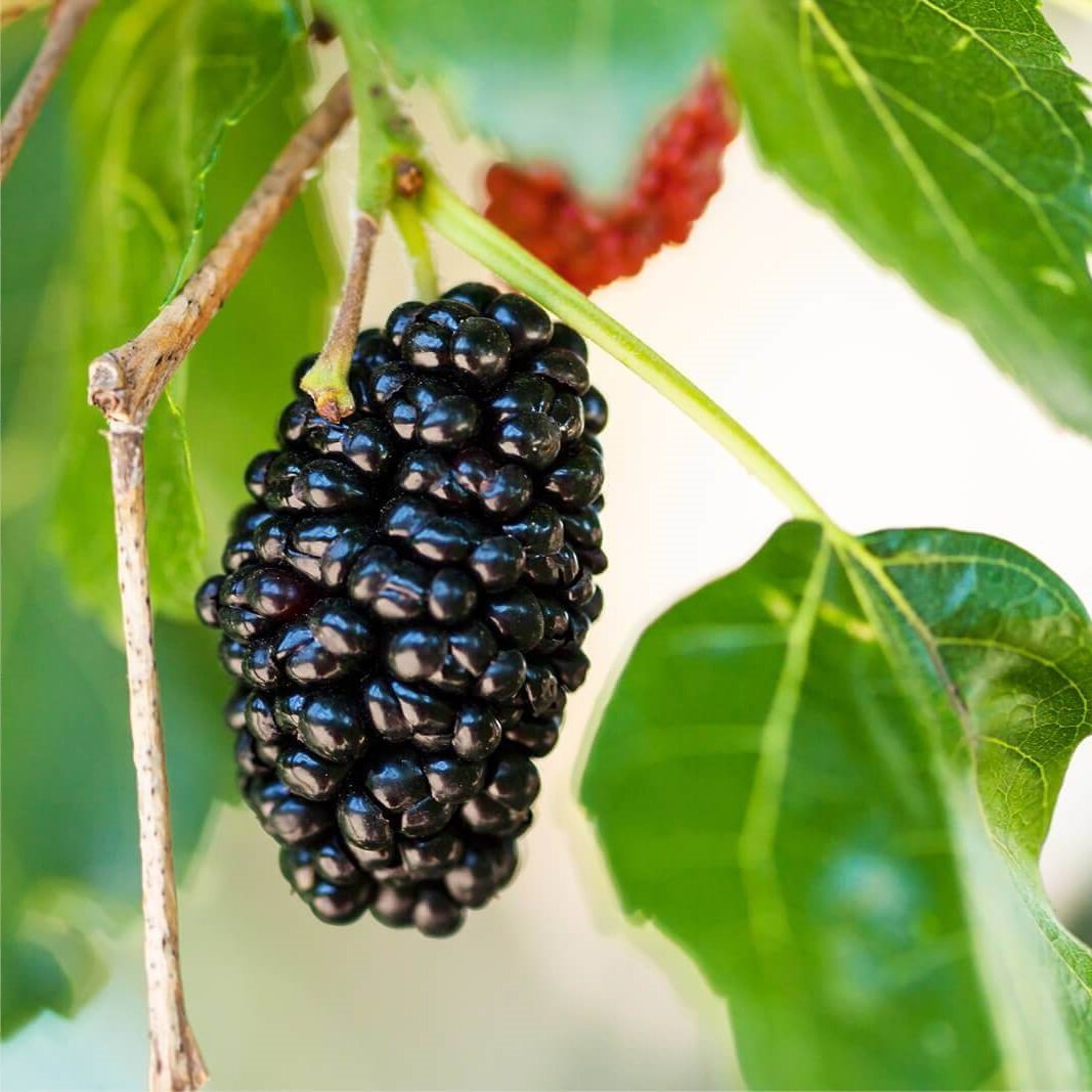 Blackberry, Morus nigra, black mulberry 20 Seeds Fruit