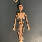Plastic Skeleton Mermaid 14 inches Halloween Decor/Prop Party Decoration