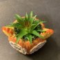 New artificial succulent plant in Ceramic owl pot