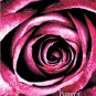 Velvet Plum Rose Realistic Flower Cross-Stitch Chart