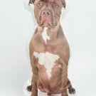 Pit bull Dog Shaped Photo Soft Stuffed Decorative Pillow with a zipper