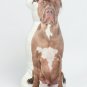 Pit bull Dog Shaped Photo Soft Stuffed Decorative Pillow with a zipper