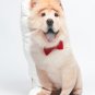 Chow Dog Shaped Photo Soft Stuffed Decorative Pillow with a zipper