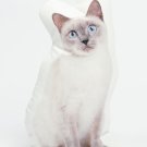 Siamese Cat  Shaped Photo Soft Stuffed Decorative Pillow with a zipper