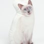 Siamese Cat  Shaped Photo Soft Stuffed Decorative Pillow with a zipper
