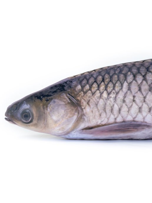 Grass Carp Fish Shaped Photo Soft Stuffed Decorative Pillow