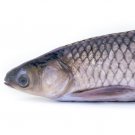 Grass Carp Fish Shaped Photo Soft Stuffed Decorative Pillow