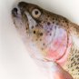 Trout Fish Shaped Photo Soft Stuffed Decorative Pillow