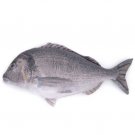 Gilt-head Bream Fish Shaped Photo Soft Stuffed Decorative Pillow
