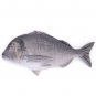 Gilt-head Bream Fish Shaped Photo Soft Stuffed Decorative Pillow