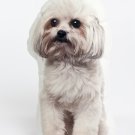 Lapdog Shaped Photo Soft Stuffed Decorative Pillow with a zipper