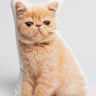 Exotic Shorthair Cat  Shaped Photo Soft Stuffed Decorative Pillow with a zipper