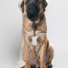 English Mastiff Dog Shaped Photo Soft Stuffed Decorative Pillow with a zipper