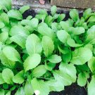 Brassica Juncea 300 Seeds of Oriental Mustard (Chinese Mustard, Gai Choy)