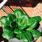 Bok Choy 300 Seeds of Chinese Cabbage, Asian greens,