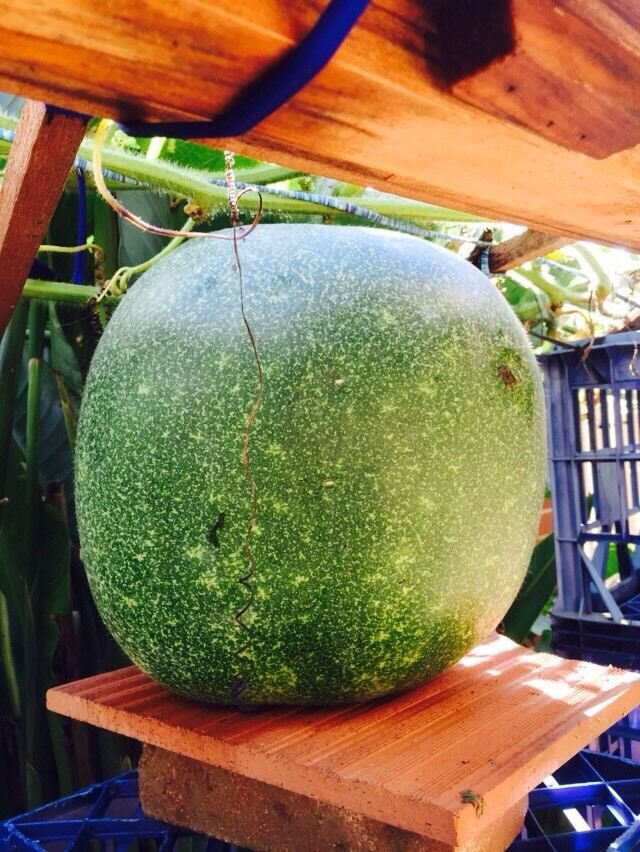 15 Seeds Winter Melon, White Gourd, Wax Gourd, Dong Gwa Asian Vegetable
