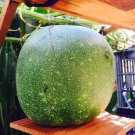 15 Seeds Winter Melon, White Gourd, Wax Gourd, Dong Gwa Asian Vegetable