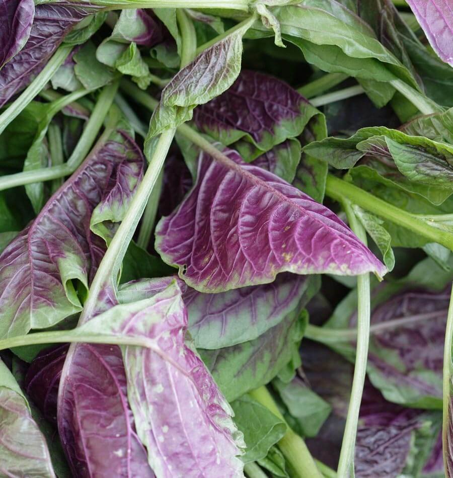 400 seeds LEAF AMARANTH (chinese spinach) vegetable garden