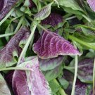 400 seeds LEAF AMARANTH (chinese spinach) vegetable garden