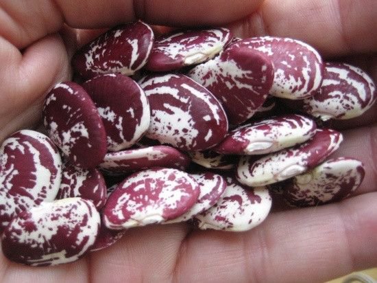 Madagascar Red Lima Beans 8 rare edible vegetable seeds