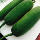 15 Luffa Seeds Also Know As Loofah, Silk Squash, See Gwa, Chinese Okra