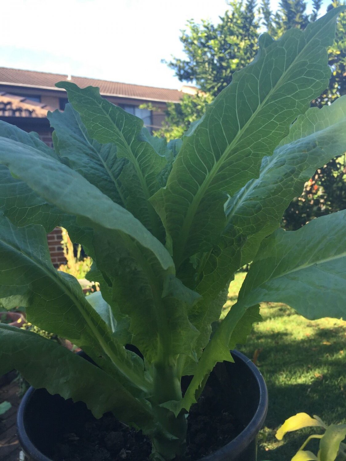 asparagus lettuce Chinese Stem Lettuce 200 seeds Wosun, celery lettuce