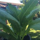 asparagus lettuce Chinese Stem Lettuce 200 seeds Wosun, celery lettuce