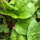 Salad Leaves 400 Seeds of Broadleaf plantain, Plantago, White man’s foot