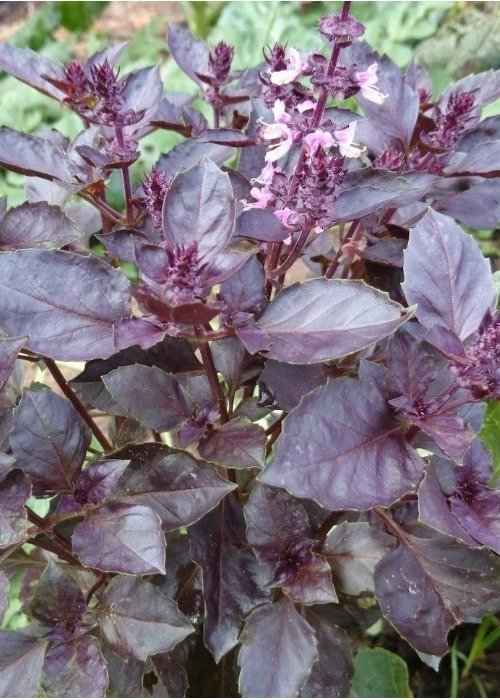 Basil- Dark Opal 200 Seeds