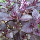 Basil- Dark Opal 200 Seeds