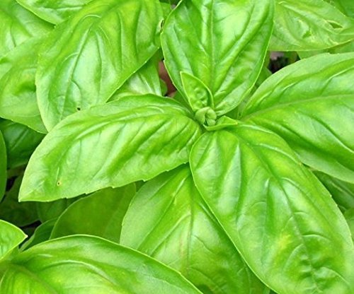 Basil- Lettuce Leaf 140 Seeds