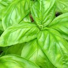 Basil- Lettuce Leaf 140 Seeds
