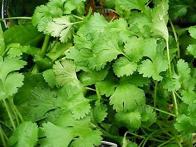 Coriander- Eureka 100 Seeds