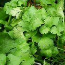 Coriander- Eureka 100 Seeds
