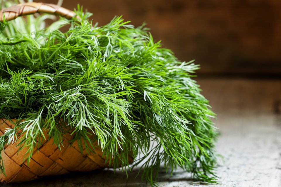 Dill- Mammoth 130 Seeds
