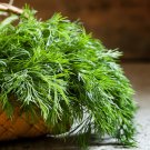 Dill- Mammoth 130 Seeds