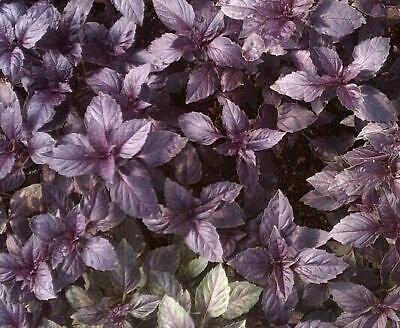 1g Basil- Dark Opal 820 Seeds