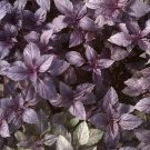 1g Basil- Dark Opal 820 Seeds