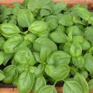 1g Basil- Genovese 700 Seeds